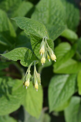 Tuberous comfrey