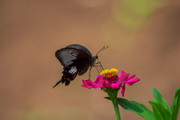 Flowers daisies in summer spring meadow on background blue sky with white clouds, flying orange butterfly, wide format. Summer natural idyllic pastoral landscape, copy space.