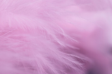 Fototapeta na wymiar pink feather background