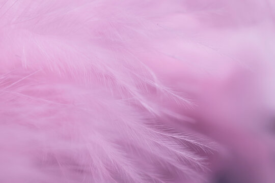 Pink Feather Background