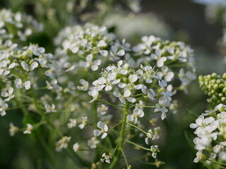 Small white fragrant flowers bloom magnificently on a sunny spring day. The side effect when photographing flowers.