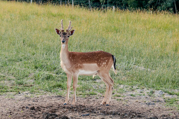 The Fallow Deer (Dama dama)
