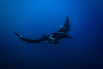 Swimming manta ray photo with two remora fishes attached to the wings deep in the blue