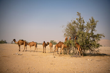 xterior View of Camel herd moving in Barren land Drought in  Desert