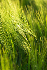 green spikelets of wheat as background