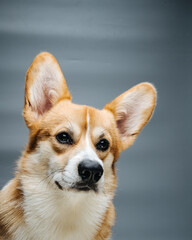 Portrait of sad welsh corgi pembroke dog at grey background in studio