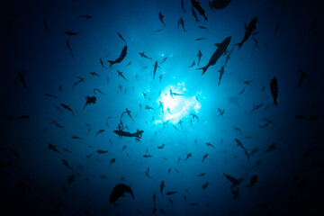 View from below of large fish school swimming through bright sunlight over surface of water - Powered by Adobe