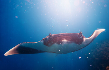 Front photo of beautiful Manta ray in the sunlight swimming to the diver