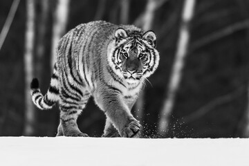 Black and white art. Tiger in wild winter nature, running in the snow. Siberian tiger, Panthera tigris altaica. Action wildlife scene with dangerous animal. Cold winter in taiga, Russia