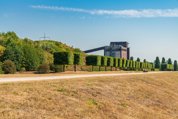 A row of pruned trees near a parched meadow, and the ruin of an old coal bunker in the background, seen in the Nordsternpark, Gelsenkirchen, North Rhine-Westfalia, Germany