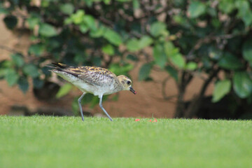 Bird In Hawaii