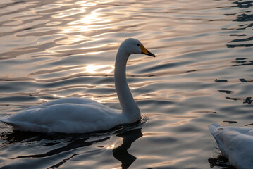 Swan