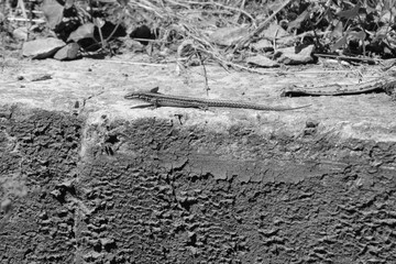 Lézard allongé sur un muret .