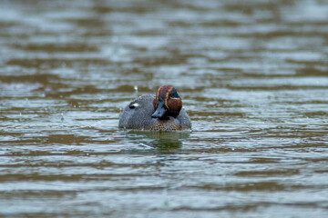 teal marsh duck during a thunderstorm