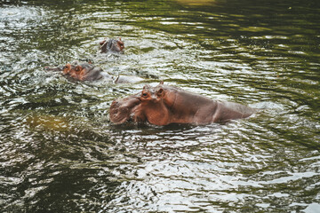 Hippo in the Chiang Mai Zoo,