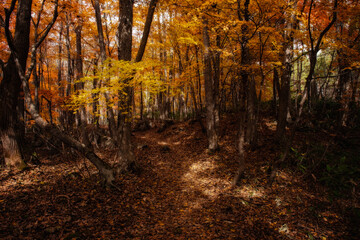 Fototapeta premium 観音沼森林公園の紅葉