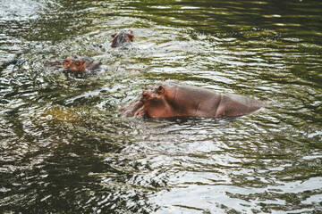 Hippo in the Chiang Mai Zoo,