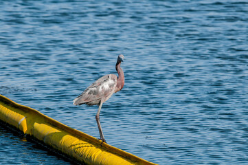 Reddish Egret (Egretta rufescens) in Bolsa Chica Ecological Reserve, California, USA