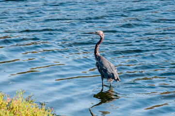 Reddish Egret (Egretta rufescens) in Bolsa Chica Ecological Reserve, California, USA