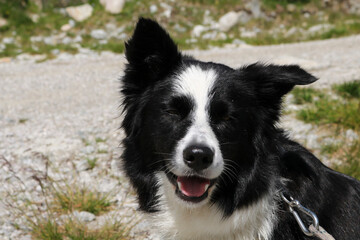 Primo piano border collie sul sentiero che porta ai laghi Cornisello nella Val Nambrone in Trentino, viaggi e paesaggi in Italia