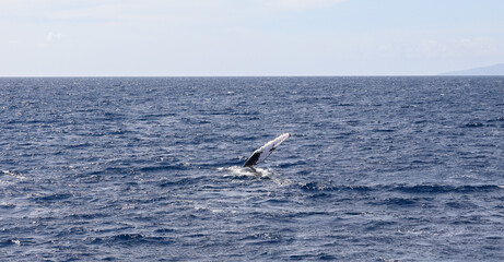Fototapeta na wymiar whale
