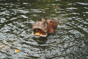 Fototapeta premium Hippo in the Chiang Mai Zoo,