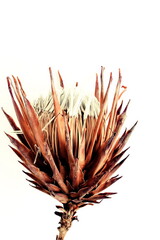 Naklejka na ściany i meble dried exotic flower Protea on white background close up . poster. minimal floral concept