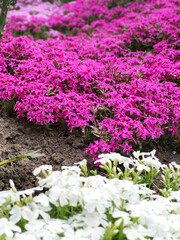 Obraz premium flowers in the garden