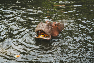 Fototapeta premium Hippo in the Chiang Mai Zoo,