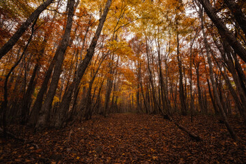 観音沼森林公園の紅葉