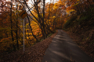 観音沼森林公園の紅葉