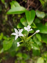 Beautiful Flowers In a park in the city of Medan