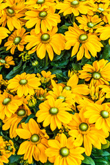 Fototapeta na wymiar yellow chrysanthemum background