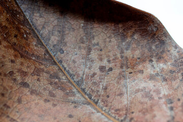 dry tree leaf texture. close up. The texture was created with macro photography technique.