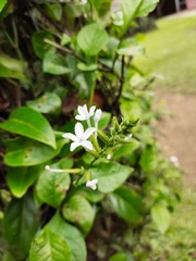 Beautiful Flowers In a park in the city of Medan