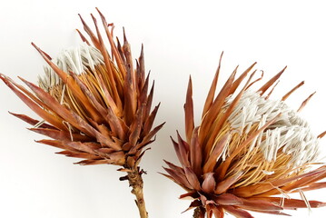 dried exotic flowers Protea on white  background close up . poster. minimal floral concept