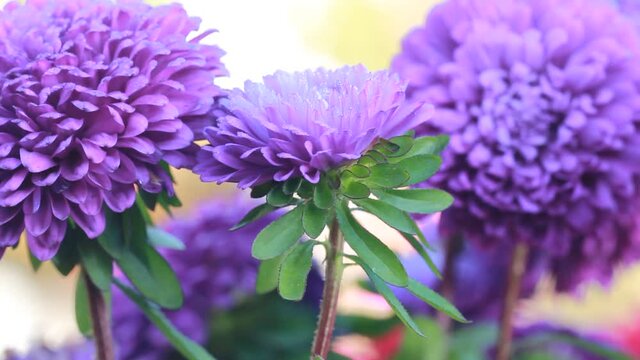 A beautiful purple flower covered with morning dew sways in the wind. Purple aster flower petals in water drops close-up. Inflorescence of a beautiful garden aster in drops of water.