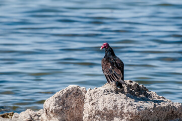 Turkey Vulture (Cathartes aura) on Salton Sea, Imperial Valley, California, USA