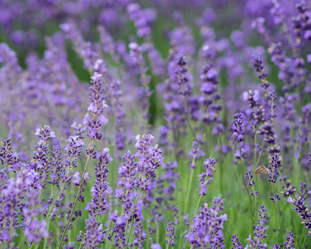 Close-up Of Purple Flowering Plants On Field © massimo salieri/EyeEm
