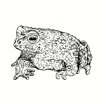 Hand drawn Bufotes oblongus, the Eastern Persian toad. Ink black and white drawing. Vector illustration
