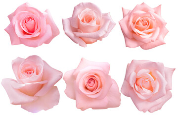 Pink rose isolated on the white background. Photo with clipping path.