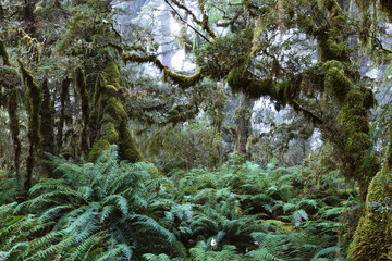 Rainforest with moss covered trees and ferns, Routebourn track, Fiordland National Park, New Zealand