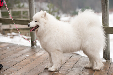 Beautiful fluffy Samoyed white dog on a leash