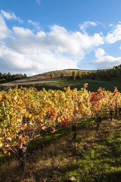 Vineyard in autumn, Hawke's bay, New Zealand