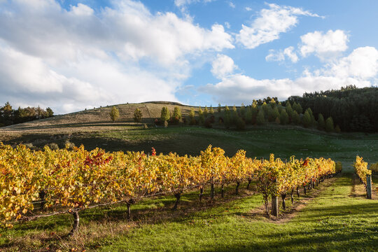 Vineyard in autumn at sunset, Hawke's bay, New Zealand