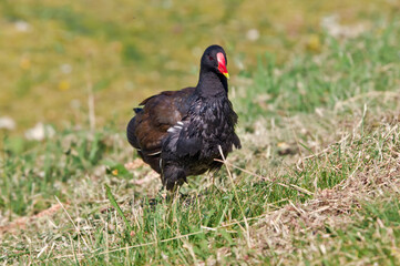 Common Moorhen (Gallinula chloropus) in park, Keil, Schleswig-Holstein, Germany