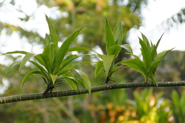  green background with exotic plants in the garden