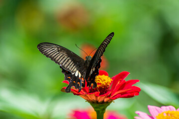 Flowers daisies in summer spring meadow on background blue sky with white clouds, flying orange butterfly, wide format. Summer natural idyllic pastoral landscape, copy space.