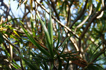  green background with exotic plants in the garden