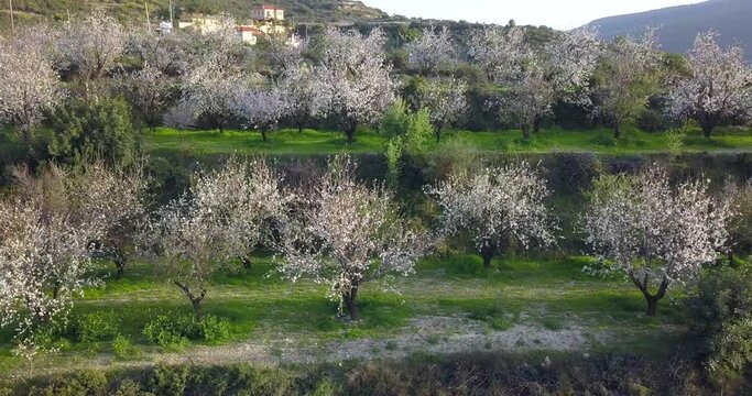 Aerial of almond tree garden on a slopes of Troodos mountains, Cyprus at sunset